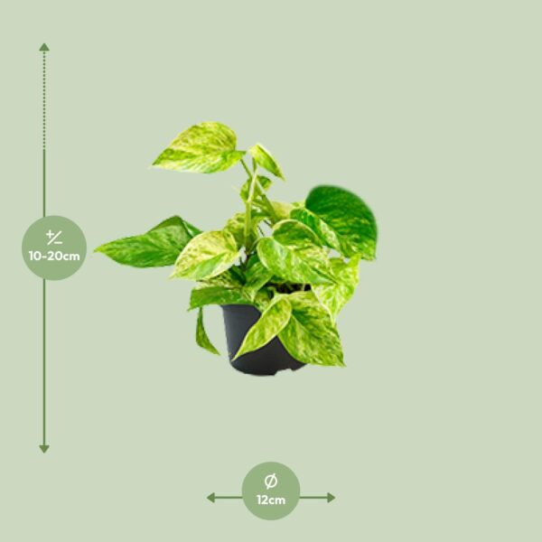 thumbnail_6000-6766.jpg Epipremnum Marble Queen