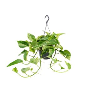 Epipremnum Marble Queen - Scindapsus