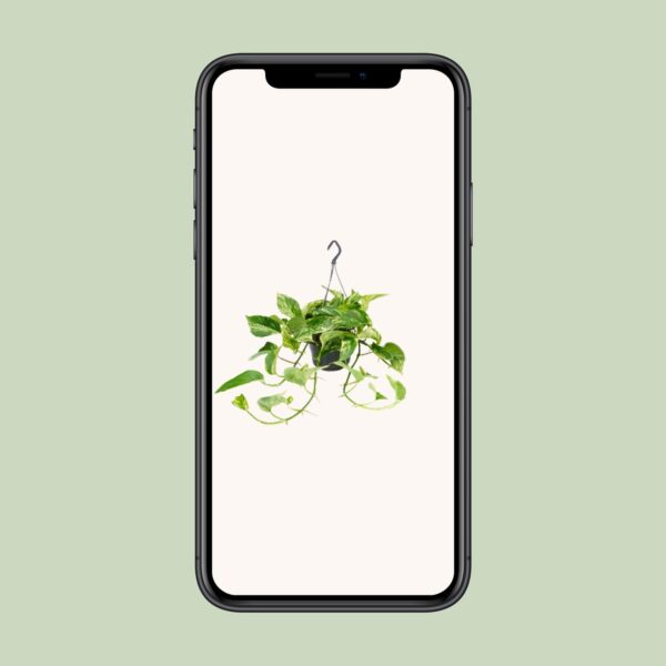 thumbnail_6000-6772.jpg Epipremnum Marble Queen - Scindapsus