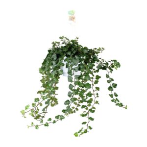 thumbnail_6000-6782.jpg Hedera Helix Wonder - Klimop