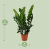 Zamioculcas Zamiifolia - Emerald palm