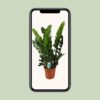 Zamioculcas Zamiifolia - Emerald palm
