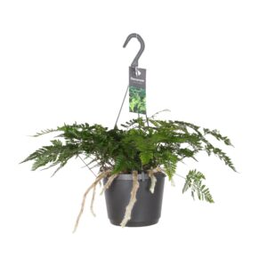 Humata Tyermannii