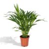 Dypsis Lutescens - Areca Palm