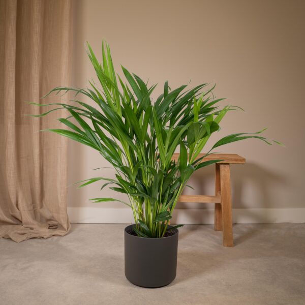 thumbnail_6000-6918.jpg Dypsis Lutescens - Areca Palm