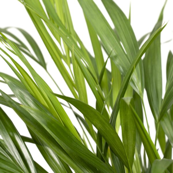 thumbnail_6000-6919.jpg Dypsis Lutescens - Areca Palm