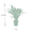 Dypsis Lutescens - Areca Palm