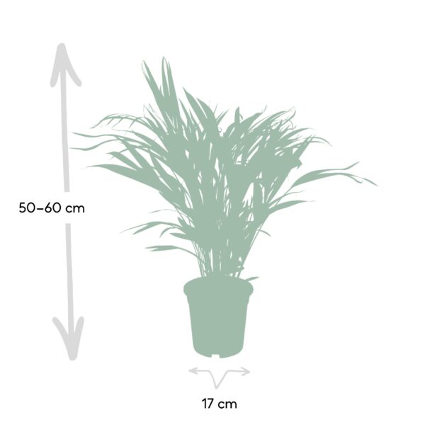 thumbnail_6000-6920.jpg Dypsis Lutescens - Areca Palm