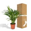 Dypsis Lutescens - Areca Palm