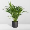 Dypsis Lutescens - Areca Palm