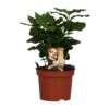 Coffea Arabica