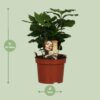 Coffea Arabica