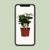 Coffea Arabica