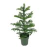 Araucaria Heterophylla