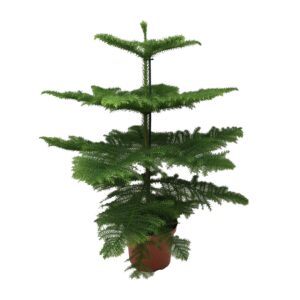 Araucaria Heterophylla - Kamerden