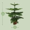 Araucaria Heterophylla - Kamerden