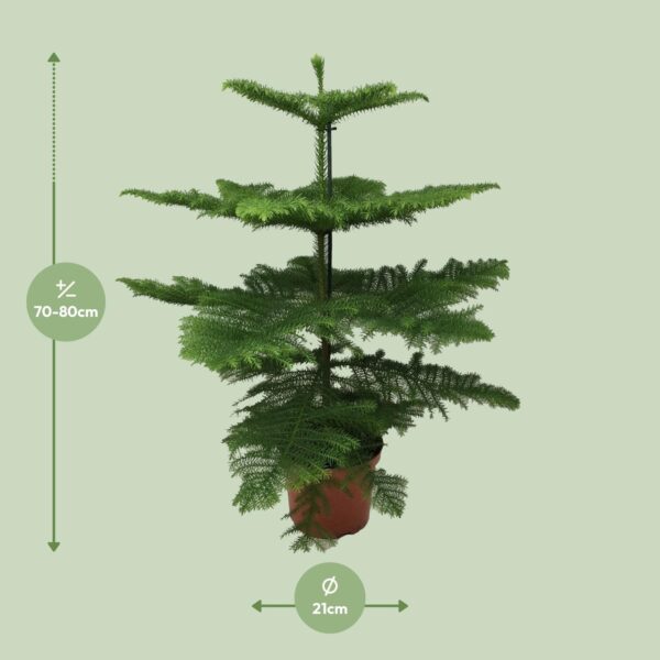 Araucaria Heterophylla - Kamerden