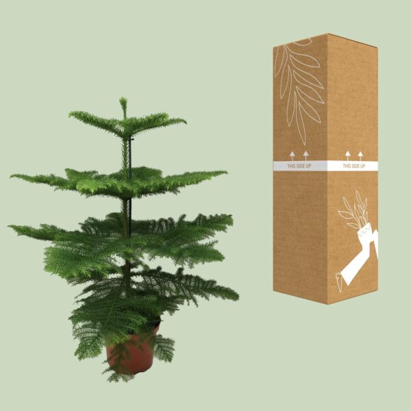Araucaria Heterophylla - Kamerden