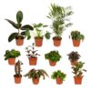 Buitenbeentjes box | 12 stuks