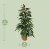 Ficus Binnendijkii Amstel King