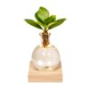 Clusia in Samoa glas met LED verlichting