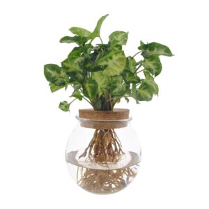 Syngonium Pixie - Hydroponie