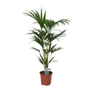 Howea Forsteriana