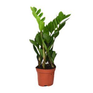 Zamioculcas Zamiifolia