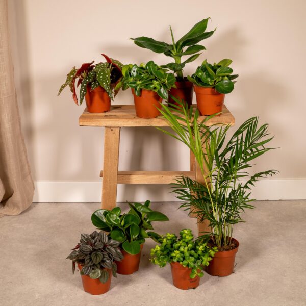 thumbnail_6000-7477.jpg Verrassingsbox 8 diverse kamerplanten