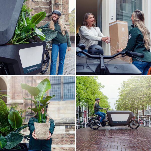 thumbnail_6000-7480.jpg Verrassingsbox 8 diverse kamerplanten
