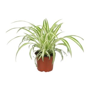Chlorophytum