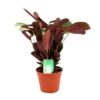 Ctenanthe Amagris