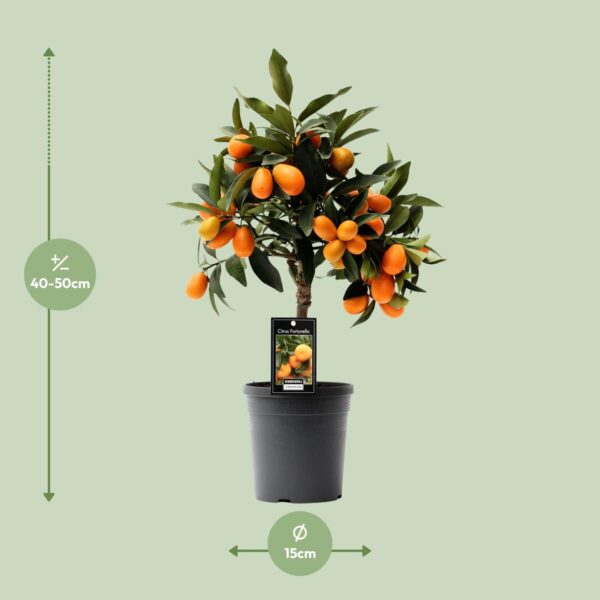 thumbnail_6000-7530.jpg Citrus Kumquat