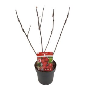 Malus 'Appletini'