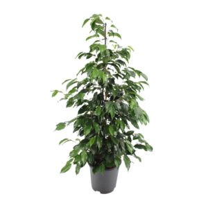 Ficus benjamina Danielle