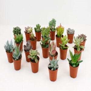 Succulente (vetplant) | 20 stuks