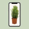 Euphorbia Tirucalli