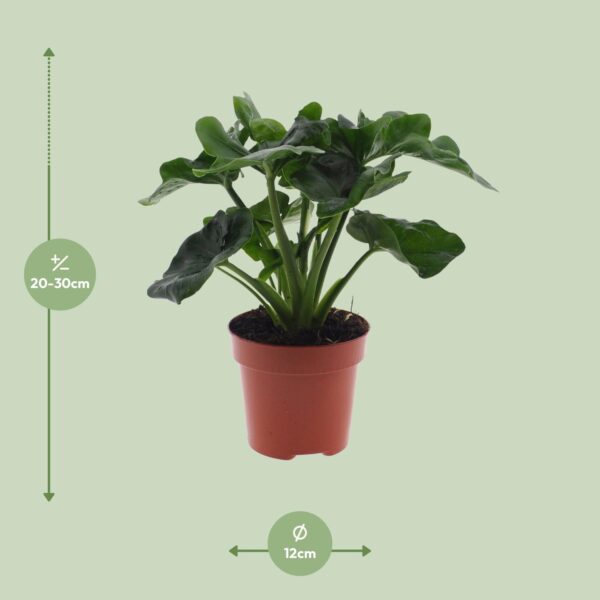 Philodendron Atom