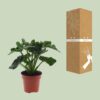 Philodendron Atom
