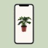 Philodendron Atom