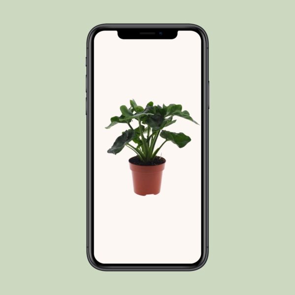 Philodendron Atom