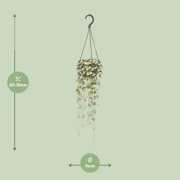 thumbnail_6000-7954.jpg Ceropegia Woodii Hang