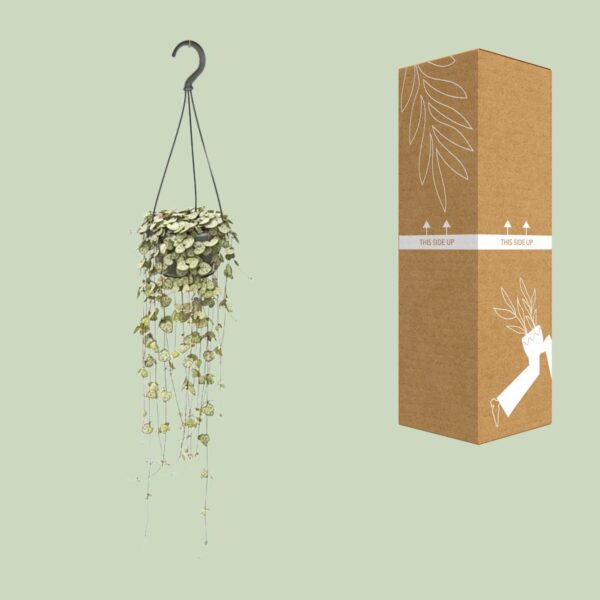 thumbnail_6000-7955.jpg Ceropegia Woodii Hang