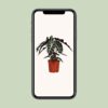 Alocasia Polly