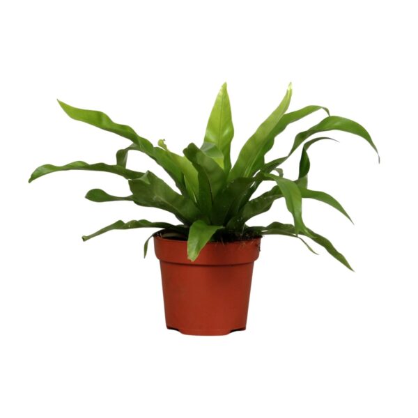thumbnail_6000-7965.jpg Asplenium Antiquum