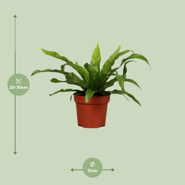 thumbnail_6000-7966.jpg Asplenium Antiquum