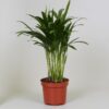 Areca Dypsis