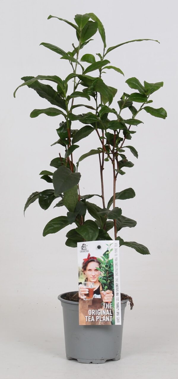 thumbnail_6000-8015.jpg Camellia Sinensis (theeplant)