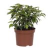 Ficus Benjamina Kinky
