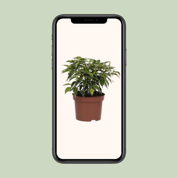 thumbnail_6000-8023.jpg Ficus Benjamina Kinky